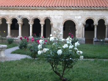 FOTORosal blanco, bellísimo, en el claustro