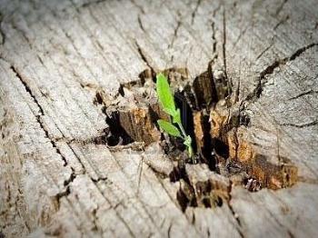 FOTO7,6,...y 5! das para el Nacimiento de Dios