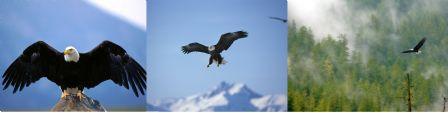 las plumas en san Bernardo