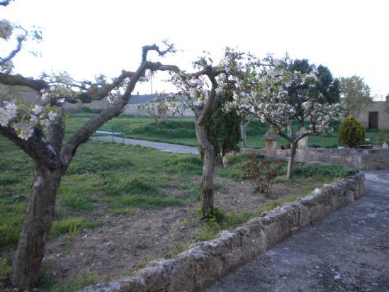 los manzanos ya están en flor