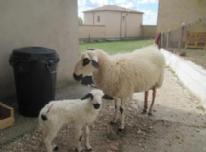La oveja con su corderito - 